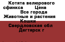 Котята велюрового сфинкса. .. › Цена ­ 15 000 - Все города Животные и растения » Кошки   . Свердловская обл.,Дегтярск г.